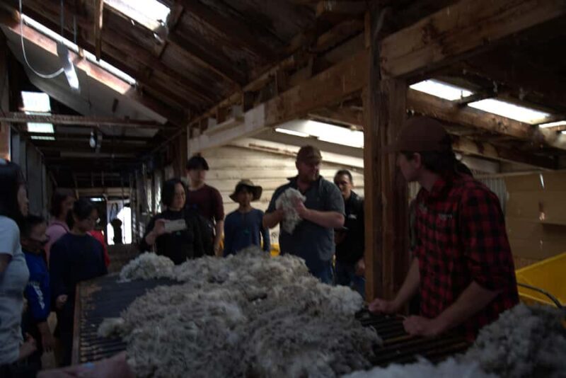Tekapo: Merino Sheep Shearing and Sheepdog Demonstration - Final Thoughts