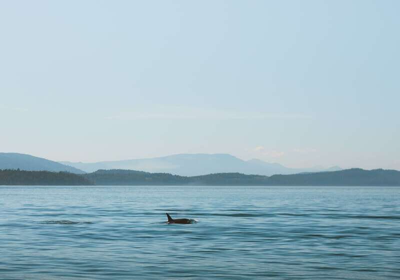 Telegraph Cove: 3-Hour Whale Watching Tour in a Zodiac Boat - Overview of the Experience