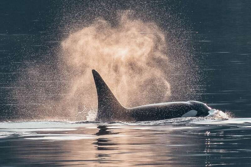 Telegraph Cove: 3-Hour Whale Watching Tour in a Zodiac Boat - The Experience Compared to Other Options