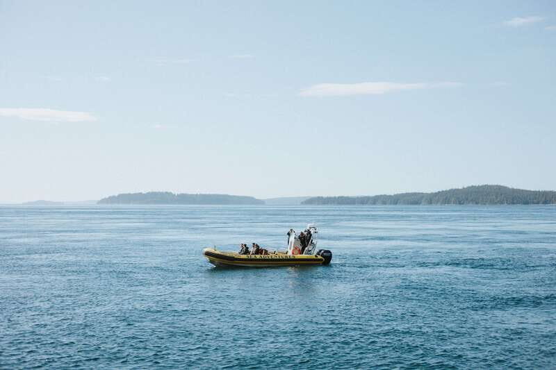 Telegraph Cove: 3-Hour Whale Watching Tour in a Zodiac Boat - Who Should Consider This Tour?