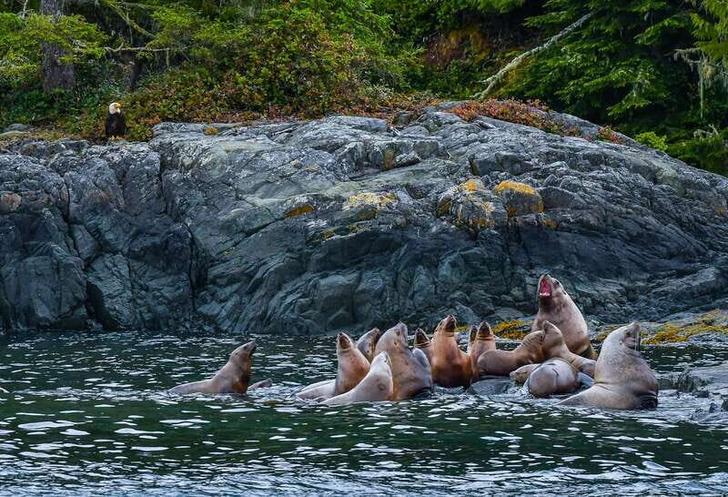 Telegraph Cove: 3-Hour Whale Watching Tour in a Zodiac Boat - Practical Tips for Your Trip