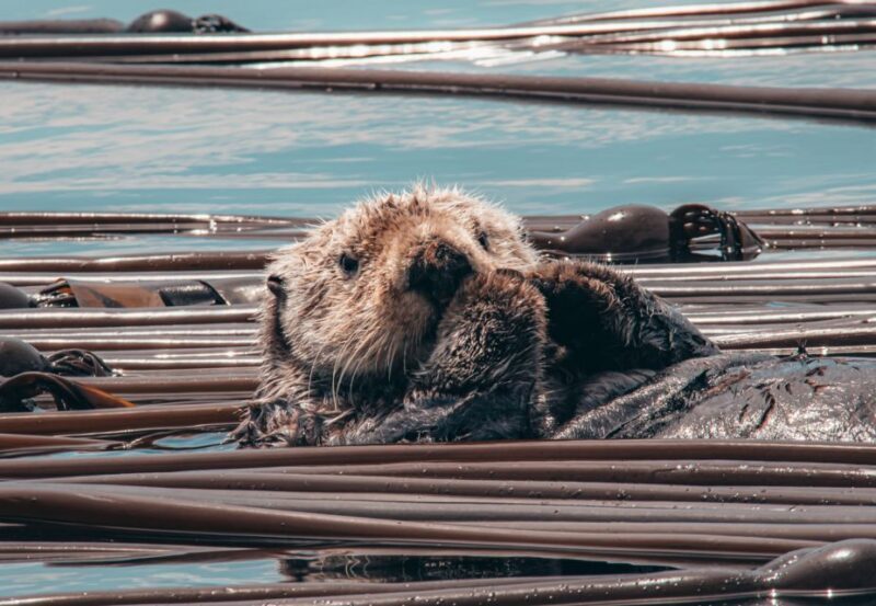 Telegraph Cove: 3-Hour Whale Watching Tour in a Zodiac Boat - The Sum Up