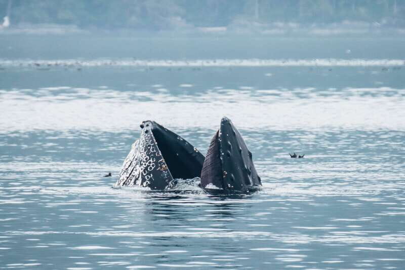 Telegraph Cove: 3-Hour Whale Watching Tour in a Zodiac Boat - FAQ