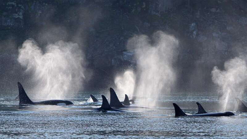 Telegraph Cove: Whale Watching Adventure with Free Photos - Final Thoughts and Who Should Consider This?
