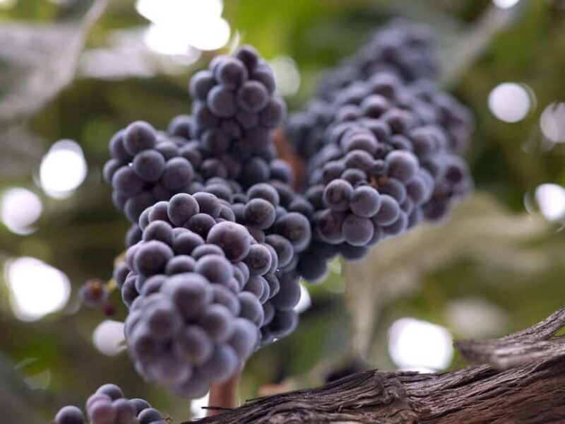 Temecula: 3-Winery Tour with Tastings and Lunch - The Sum Up: Is It Worth It?
