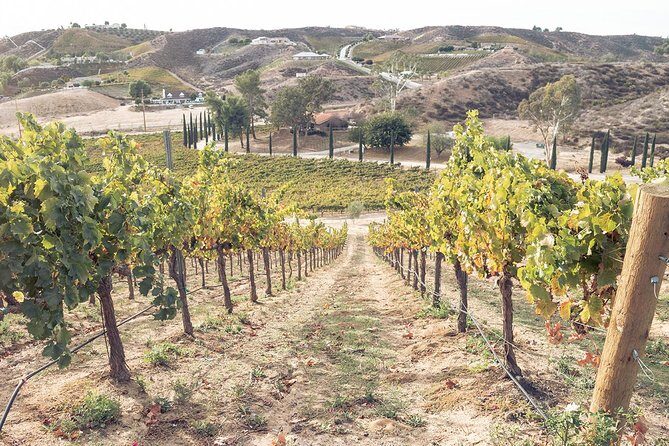 Temecula Valley Afternoon Wine Tour with Tastings and Cheeseboard - An In-Depth Look at the Experience