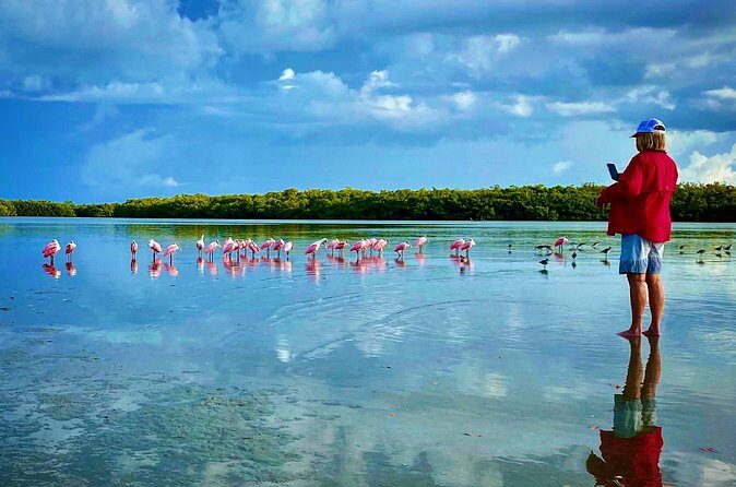 Ten Thousand Islands Eco/Dolphin Tour - Transportation and Comfort