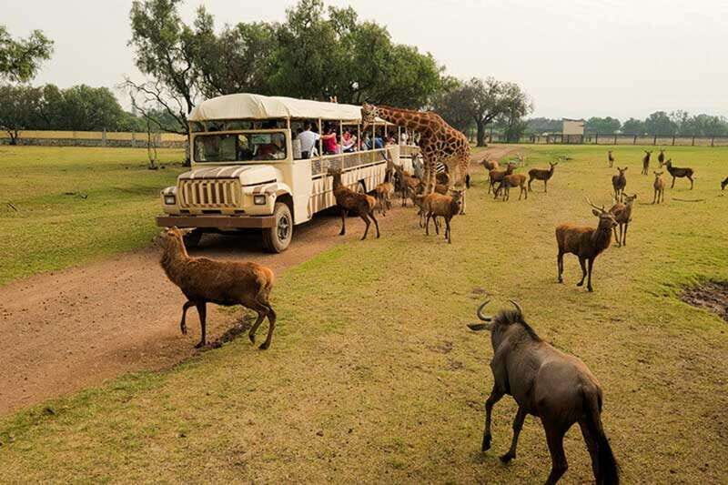 Teotihuacan: Entrance to Animal Kingdom Park; Adventure & Nature - An In-Depth Look at the Experience
