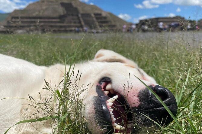 Teotihuacan Pyramids *NO CROWDS* Morning Tour... With Me, Angela! - Who Should Book This Tour?
