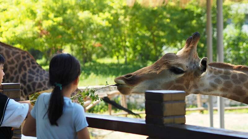 Teotihuacan Safari: Old Ruins and Interact with Animals - A Walk through the Ancient Pyramids of Teotihuacan