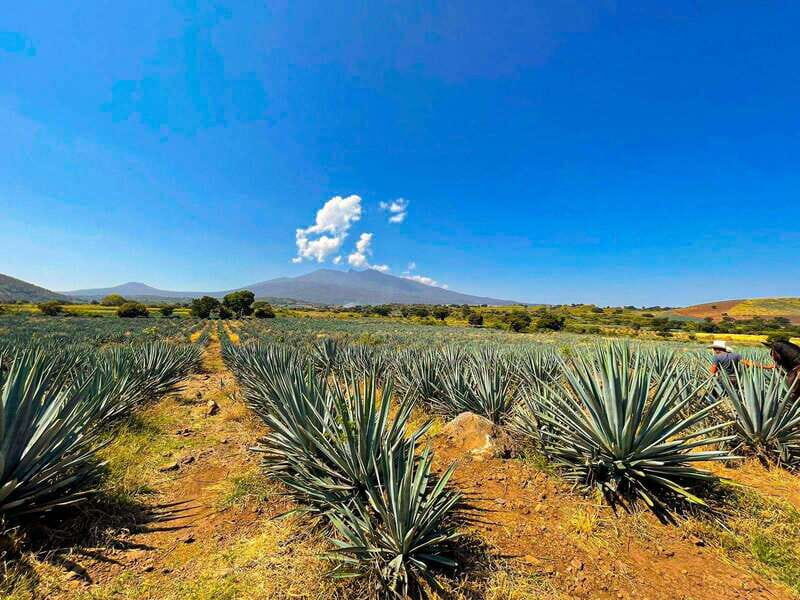 Tequila and Cantaritos Tour from Guadalajara - FAQ