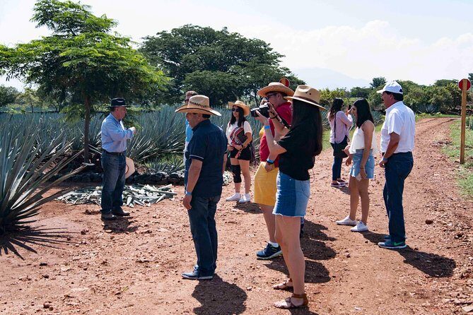 Tequila distillery experience, Jose Cuervo & Tequila Magic Town - The Sum Up