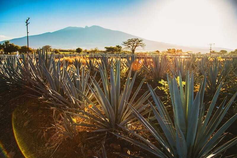 Tequila, Jalisco, and Toriles from Puerto Vallarta - Transportation, Group Size, and Comfort