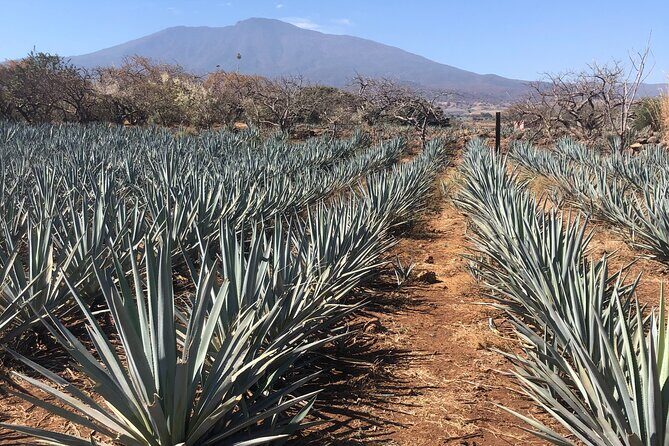 Tequila Jalisco Full Day Tour from Puerto Vallarta - Key Points