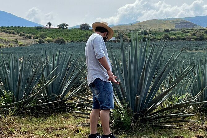 Tequila Jalisco Full Day Tour from Puerto Vallarta - Overall Experience and Value