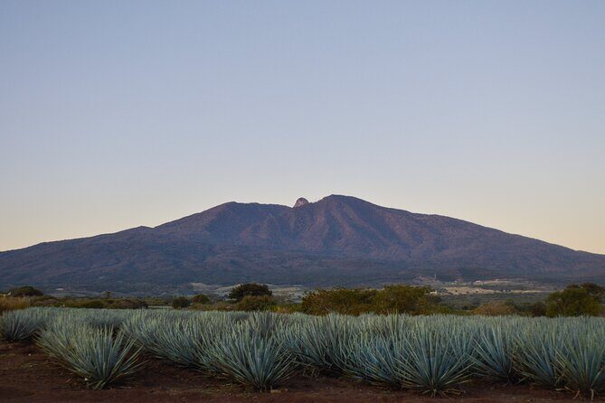 Tequila José Cuervo Tasting Guided Tour from Puerto Vallarta - Key Points