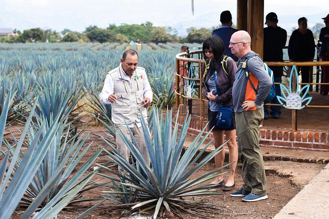 Tequila Route Experience from Guadalajara - Final Thoughts: Is This Tour Right for You?