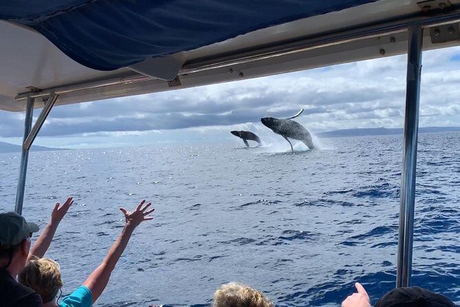 TEST Ultimate Whale Watch from Lahaina - A Detailed Look at the Ultimate Whale Watch Experience