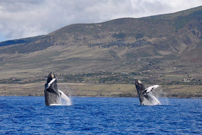 TEST Ultimate Whale Watch from Lahaina - Itinerary Breakdown