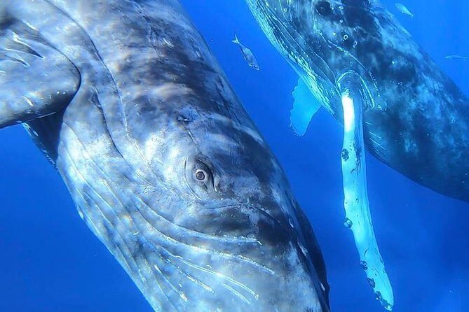 TEST Ultimate Whale Watch from Lahaina - What the Reviews Reveal
