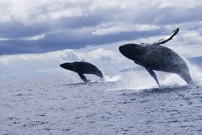 TEST Ultimate Whale Watch from Lahaina - Practical Details