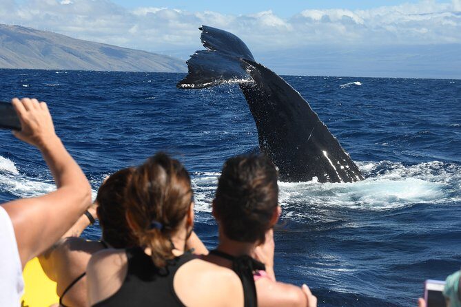 TEST Ultimate Whale Watch from Lahaina - The Sum Up: Who Is This Tour Best For?