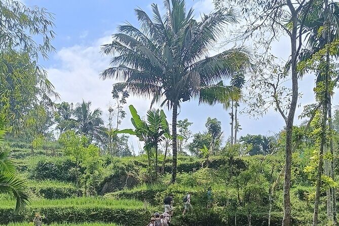 Tetebatu Guided Tour in Rice Terraces Waterfall and Monkey Forest - A Closer Look at the Experience