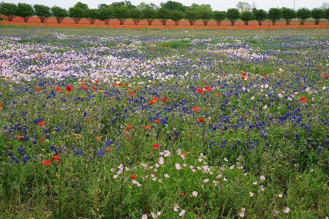 Texas Hill Country and LBJ Tour From San Antonio - Who Should Consider This Tour?
