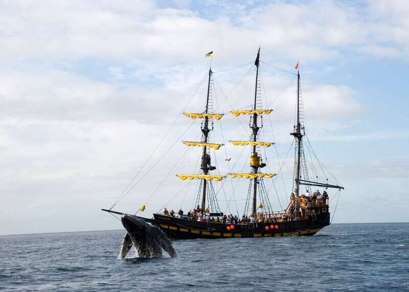 Thar She Blows! Whale Watching Pirate Cruise - Key Points
