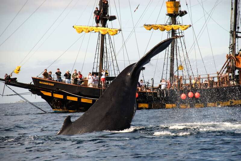 Thar She Blows! Whale Watching Pirate Cruise - Authentic Reviews and Perspectives