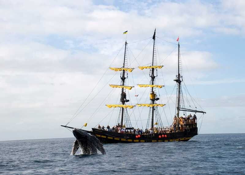 Thar She Blows! Whale Watching Pirate Cruise - FAQ: Your Questions Answered