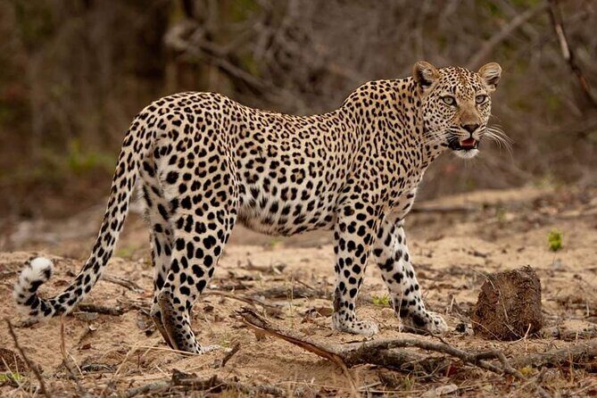 The Admirable Mikumi National Park - 2 Days - Authenticity and Real Experiences