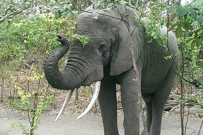 The Admirable Mikumi National Park - 2 Days - Who Should Consider This Tour?