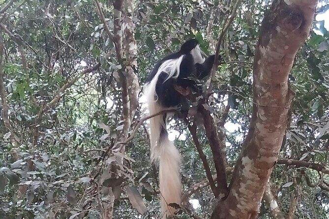 The Amaizing Private Day Trip to the lovely Arusha National Park - The Experience: Pros and Cons