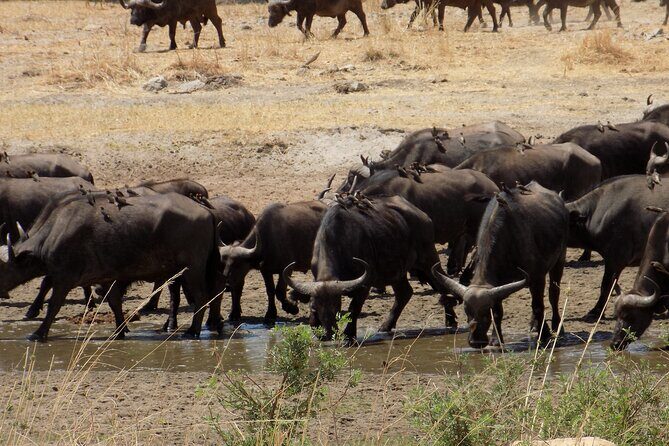 The Amaizing Private Day Trip to the lovely Arusha National Park - FAQs