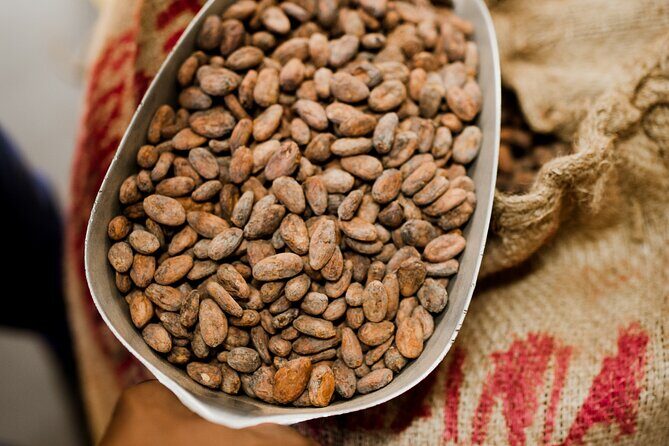 The Art of Chocolate Making Bean-To-Bar Experience in Cape Town - The Sum Up