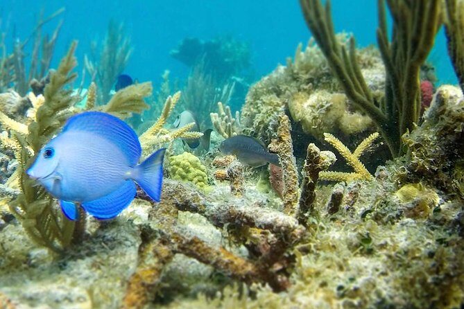 The Baths, Virgin Gorda, Cooper Island & Norman Island Snorkel - Key Points