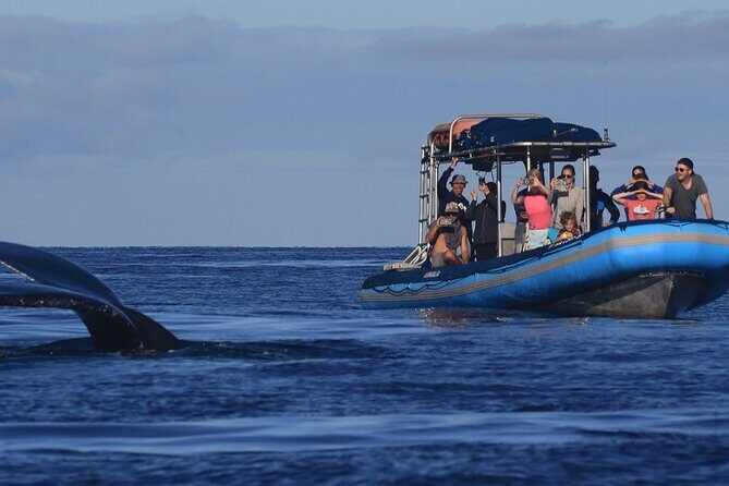The Best 10 am 1.5 Hour Whale Watching Tour - Who Should Consider This Tour?