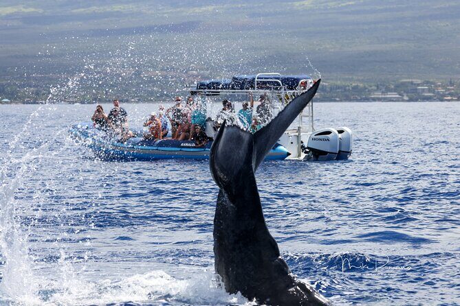 The Best 10 am 1.5 Hour Whale Watching Tour - FAQs