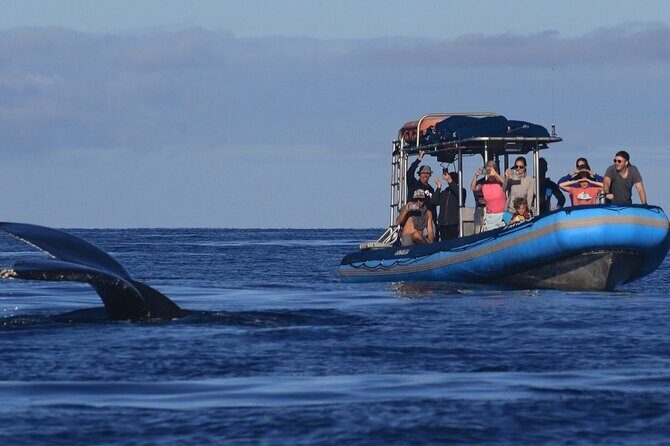 The Best 12 pm 1.5 Hour Whale Watching Tour - Key Points