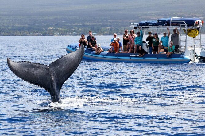 The Best 12 pm 1.5 Hour Whale Watching Tour - Frequently Asked Questions