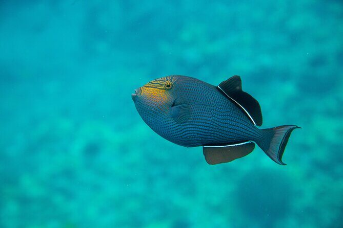 The Best 2 Hour Molokini Express Snorkeling - The Sum Up
