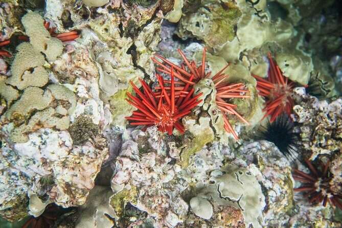 The Best 2 Hour Molokini Express Snorkeling - FAQ