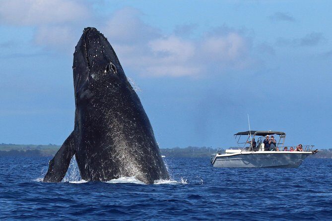 The Best 8 am 1.5 Hour Whale Watching Tour - Itinerary and Experience Breakdown