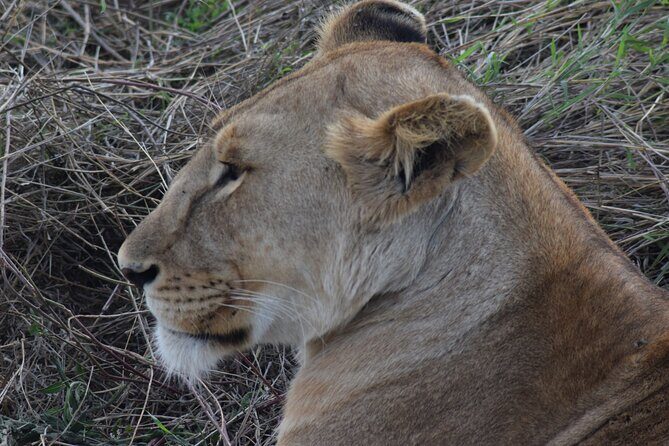 The Best and Most Affordable 4-Day Tanzania Budget Private Safari - The Practical Side: Transportation, Timing, and Comfort