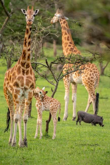 The Best Guide for the 3-Day Masai Mara Safari from Nairobi - Key Points