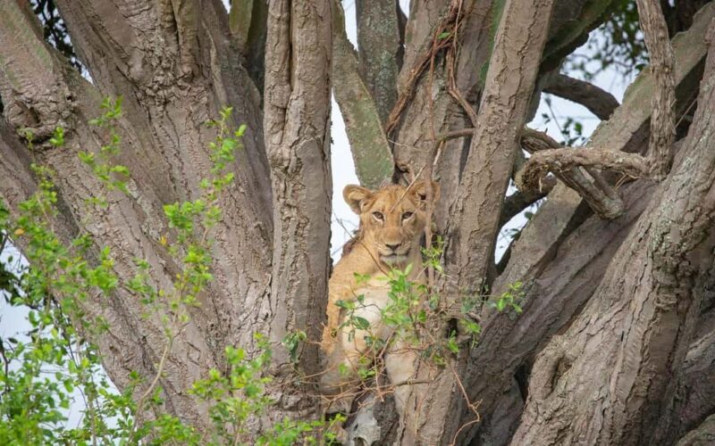 The Best Guide for the 3-Day Masai Mara Safari from Nairobi - An In-Depth Look at the 3-Day Masai Mara Safari