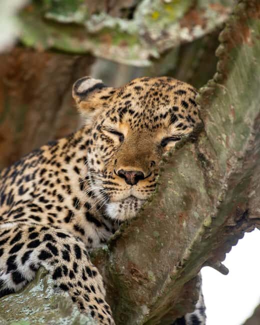 The Best Guide for the 3-Day Masai Mara Safari from Nairobi - Authentic Encounters and Real-World Insights