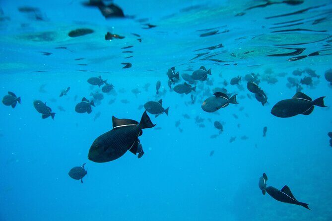 The Best Maui 3 Hour Molokini and Turtle Town Snorkel - FAQs