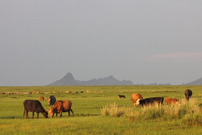 The Best of Central Mongolia Tour in 5 Days - The Sum Up